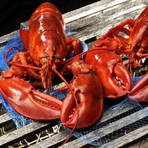 Buy Live 3 Pound Maine Lobsters Online Maine Lobster Now