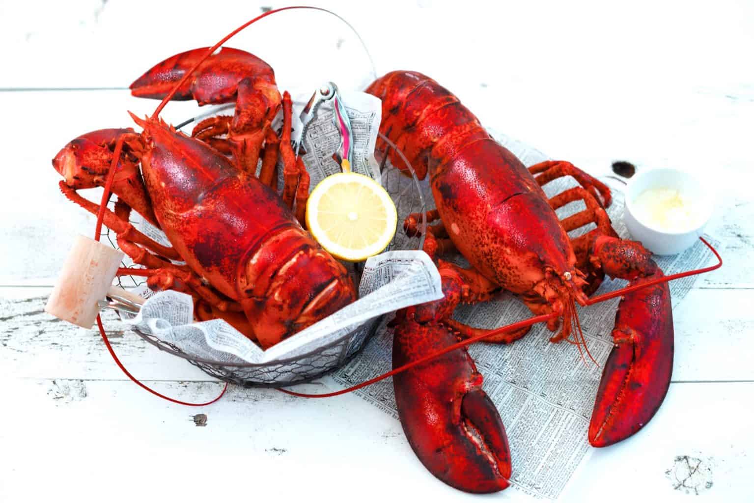 4 lb - 6 lb North Atlantic Live Maine Lobsters for Sale Online