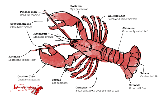 Lobster Lingo Get To Know The Parts Of A Lobster