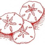 Sand Dollar Rewards 4