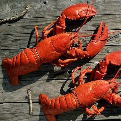 Buy Live 1 1/2 lb lobster Online