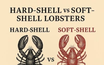 Infographic comparing hard-shell vs soft-shell lobsters
