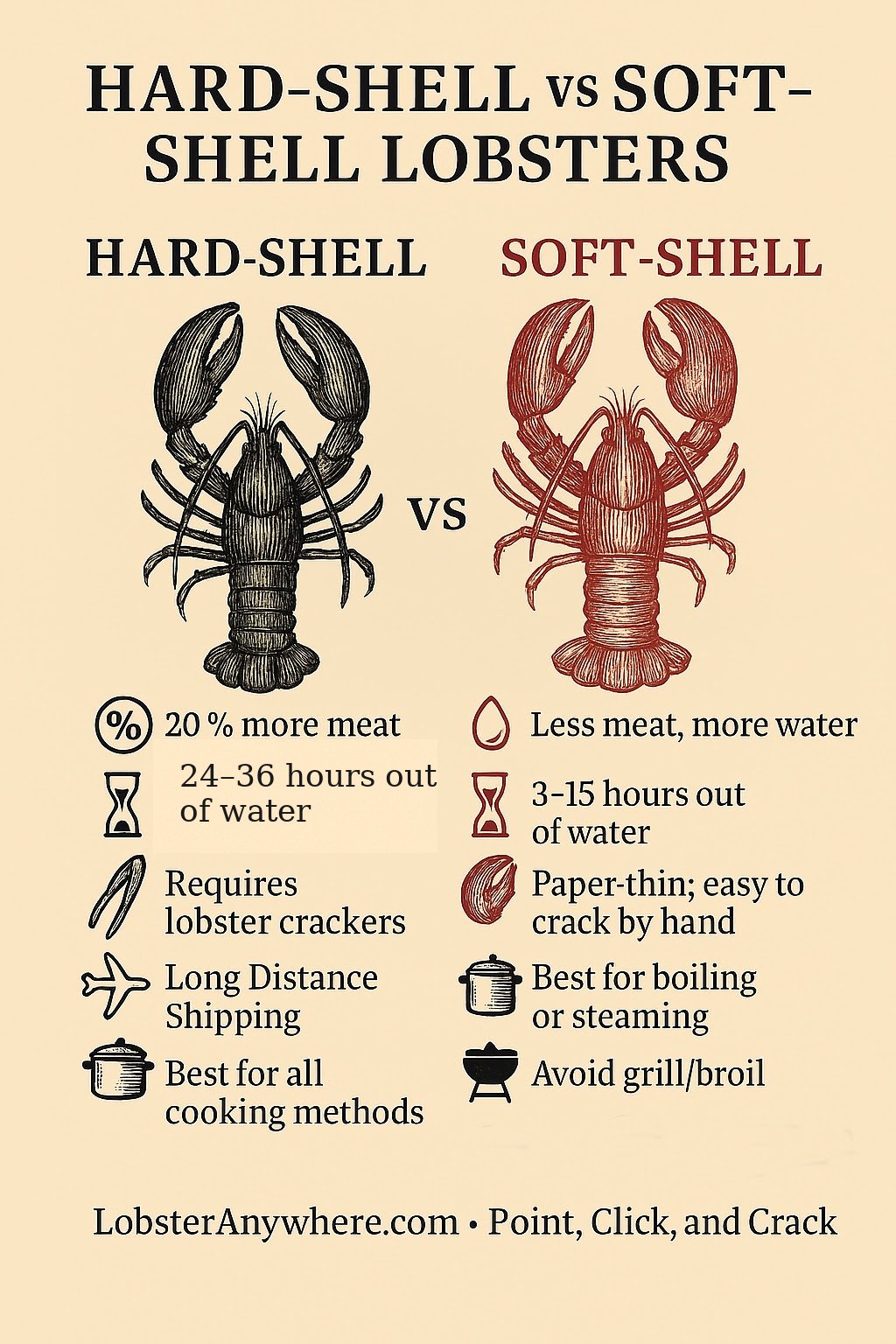 Infographic comparing hard-shell vs soft-shell lobsters