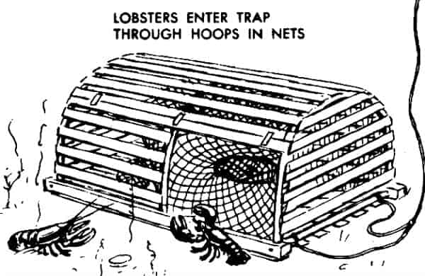 Trap Maine Lobster