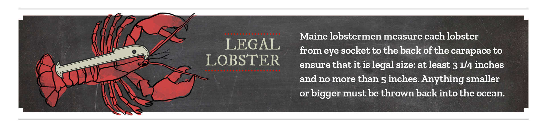 what-size-lobster-to-buy-picking-the-right-size-lobster