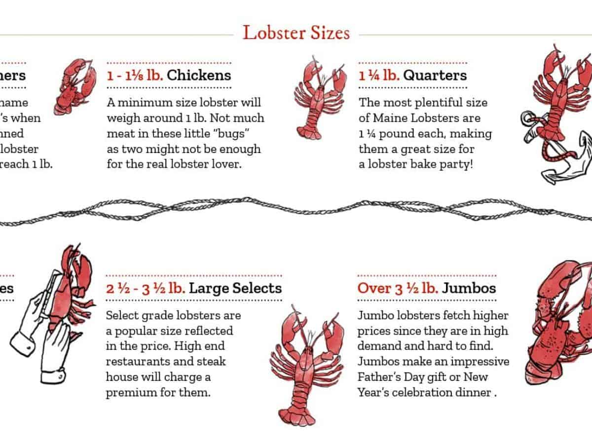 What Size Lobster Is the Best Tasting CarlkruwAtkins