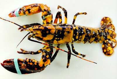 Calico Lobster