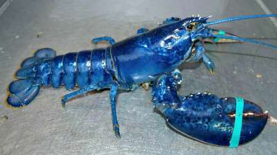 rare lobster colors