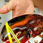 Lobster Claws for Sale