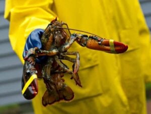 Live Lobster - 1.25 Pounds
