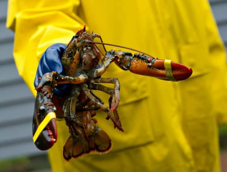 Buy Live 3 Pound Maine Lobsters Online