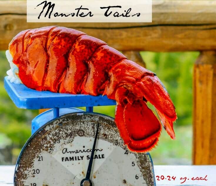 Live Lobster Clearwater