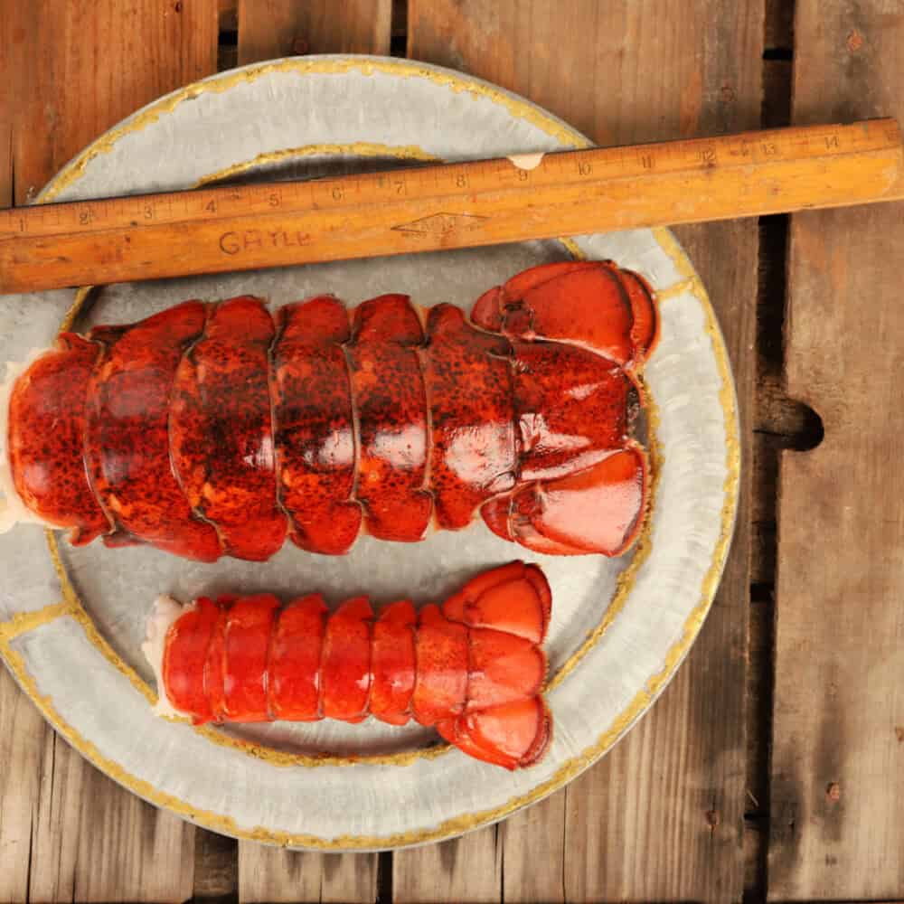 Moby super colossal lobster tail next to an 8–10 oz lobster tail with ruler for size comparison