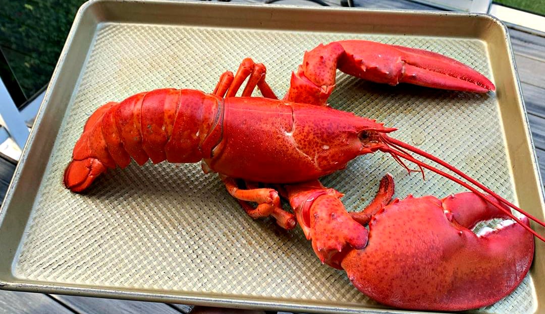 How To Make Lobster Stock at Home – Get Maine Lobster