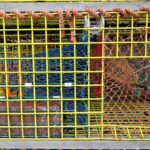 Wire Lobster Trap