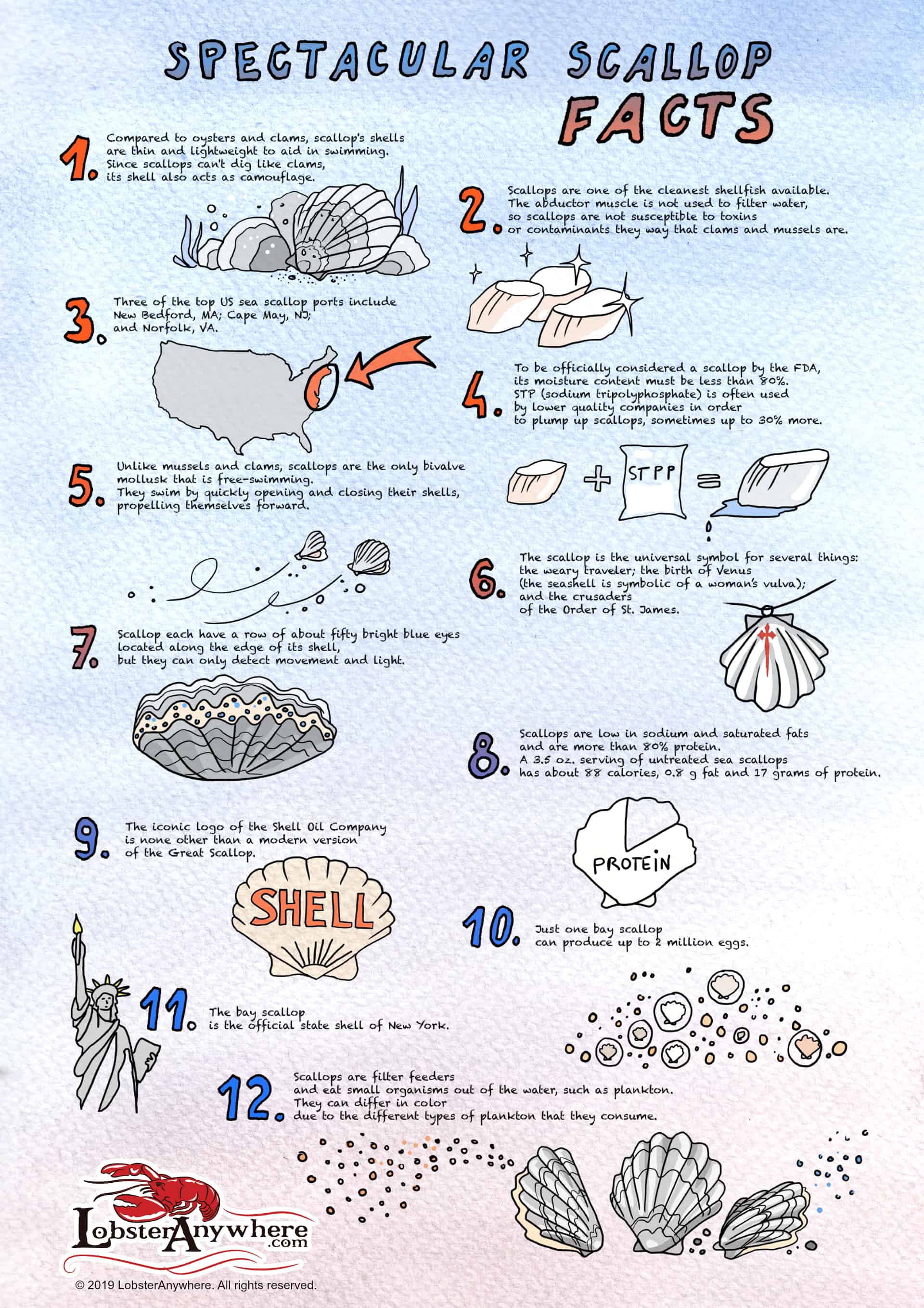 Scallop 101: How to Buy Fresh Scallops on Dry Land!