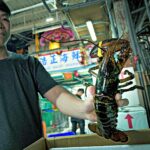 Boston Lobster China