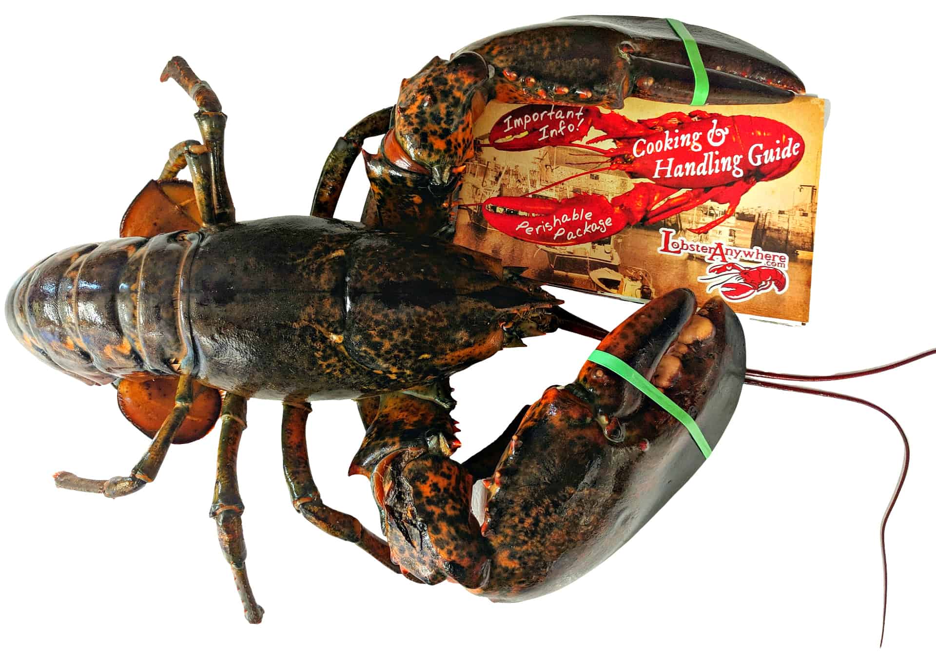 Perfect] How to Cook Lobster, Cooking Lobster