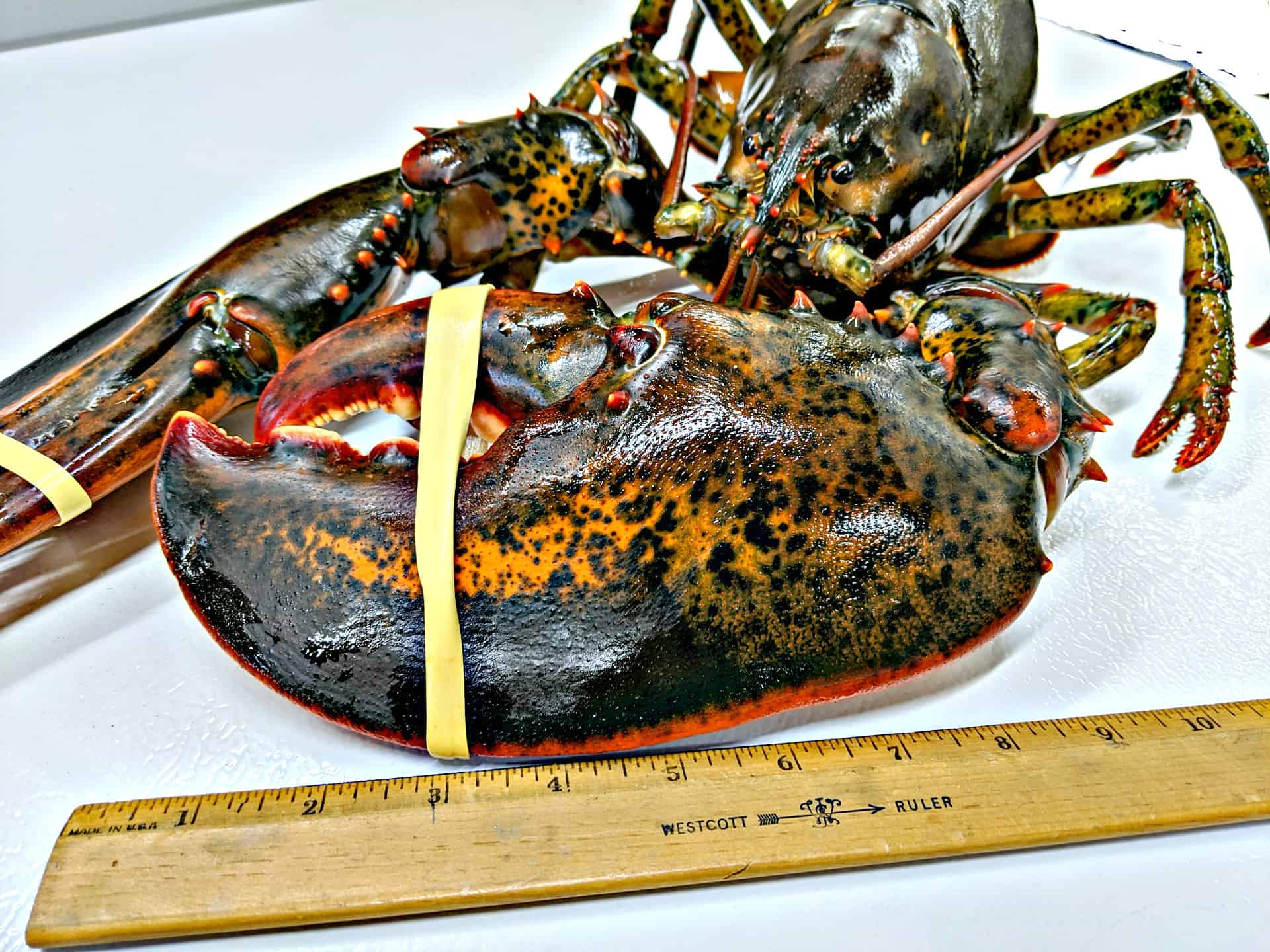 Huge Lobster Claw