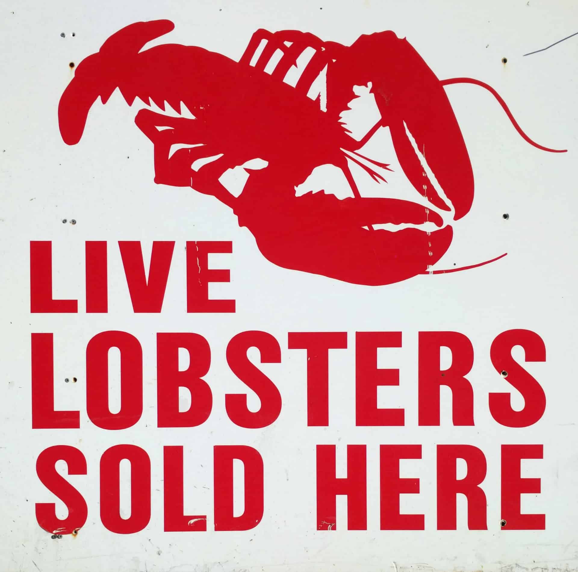 Wild Small Live Lobsters