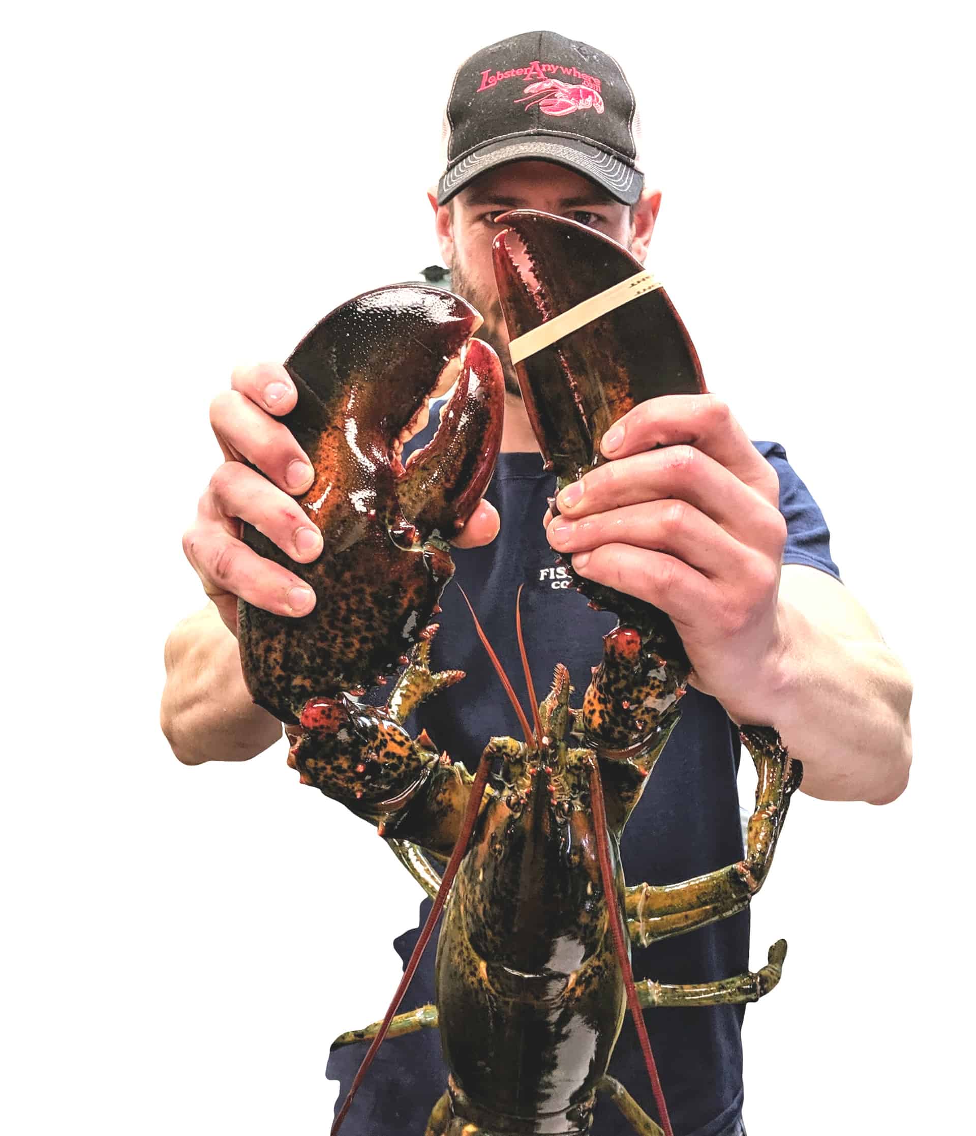 live lobsters