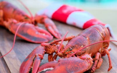 How to Steam Live Lobsters