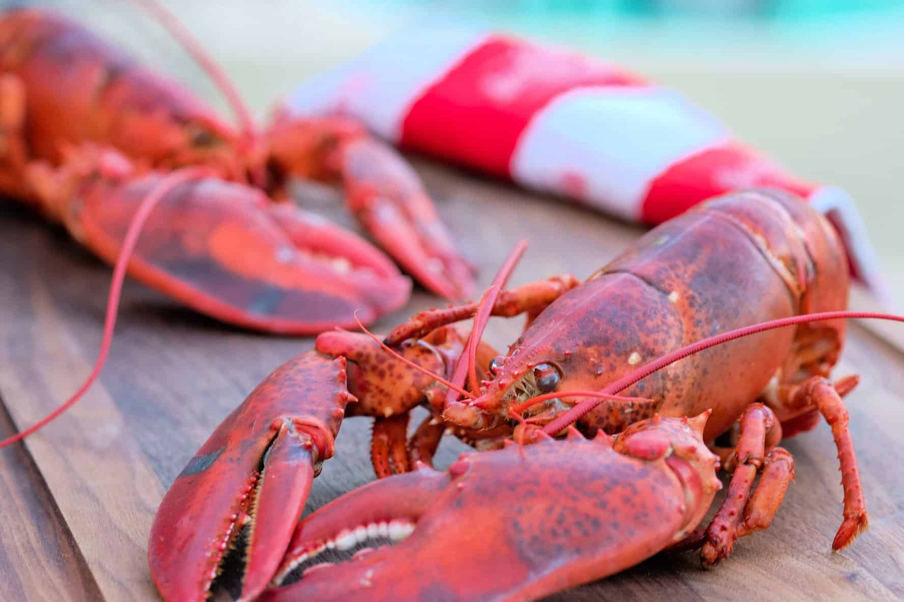 pink coral crayfish