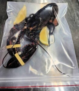 Lobster Steamed Microwave