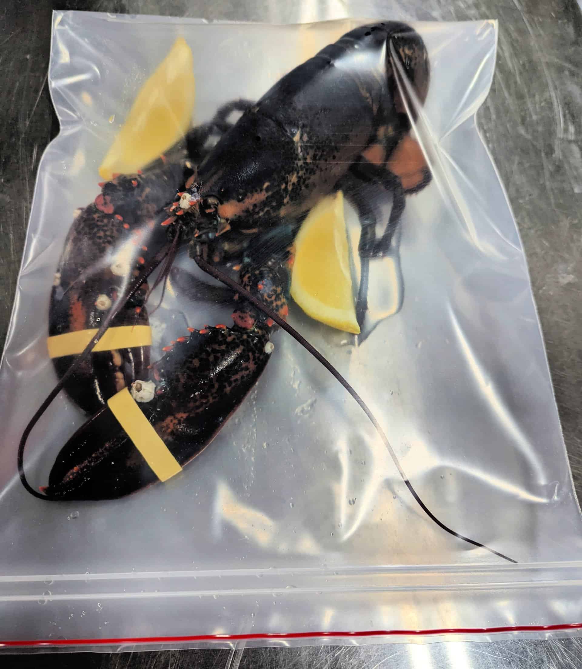 How to Microwave Lobster: Yes it really works in a pinch!