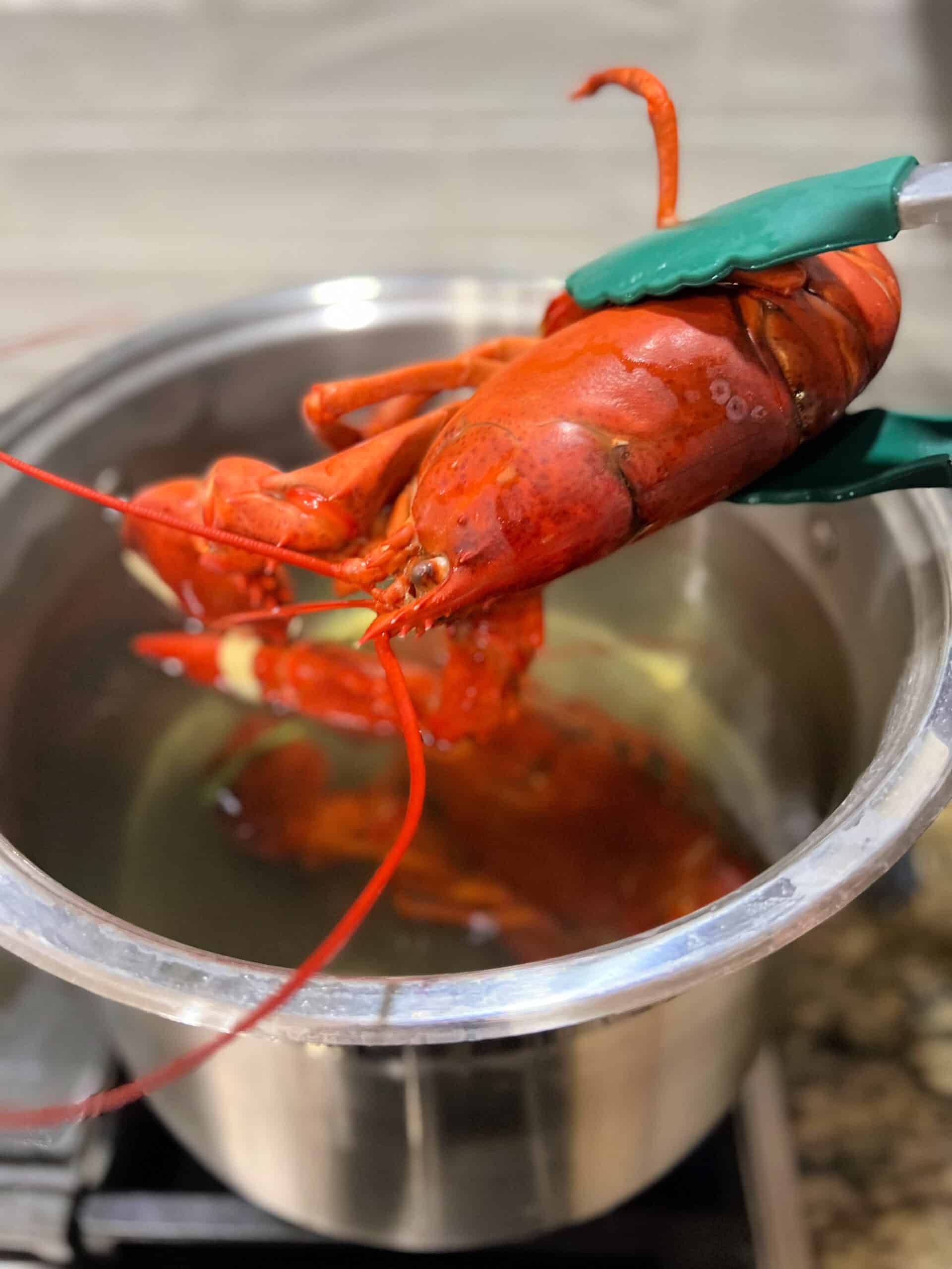 How to Steam a Whole Lobster + How to Eat It Too!