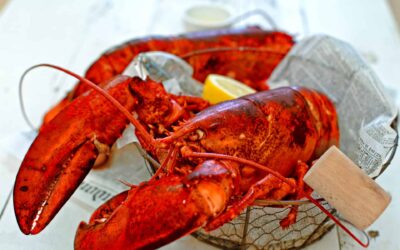 Steamed Live Lobster Recipe
