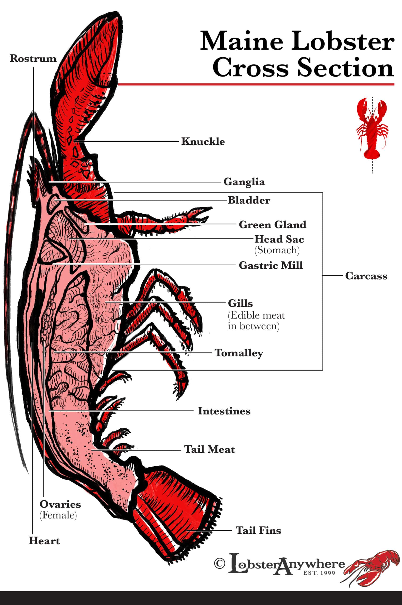 Lobster Anatomy Diagram Lobster Anatomy Diagram