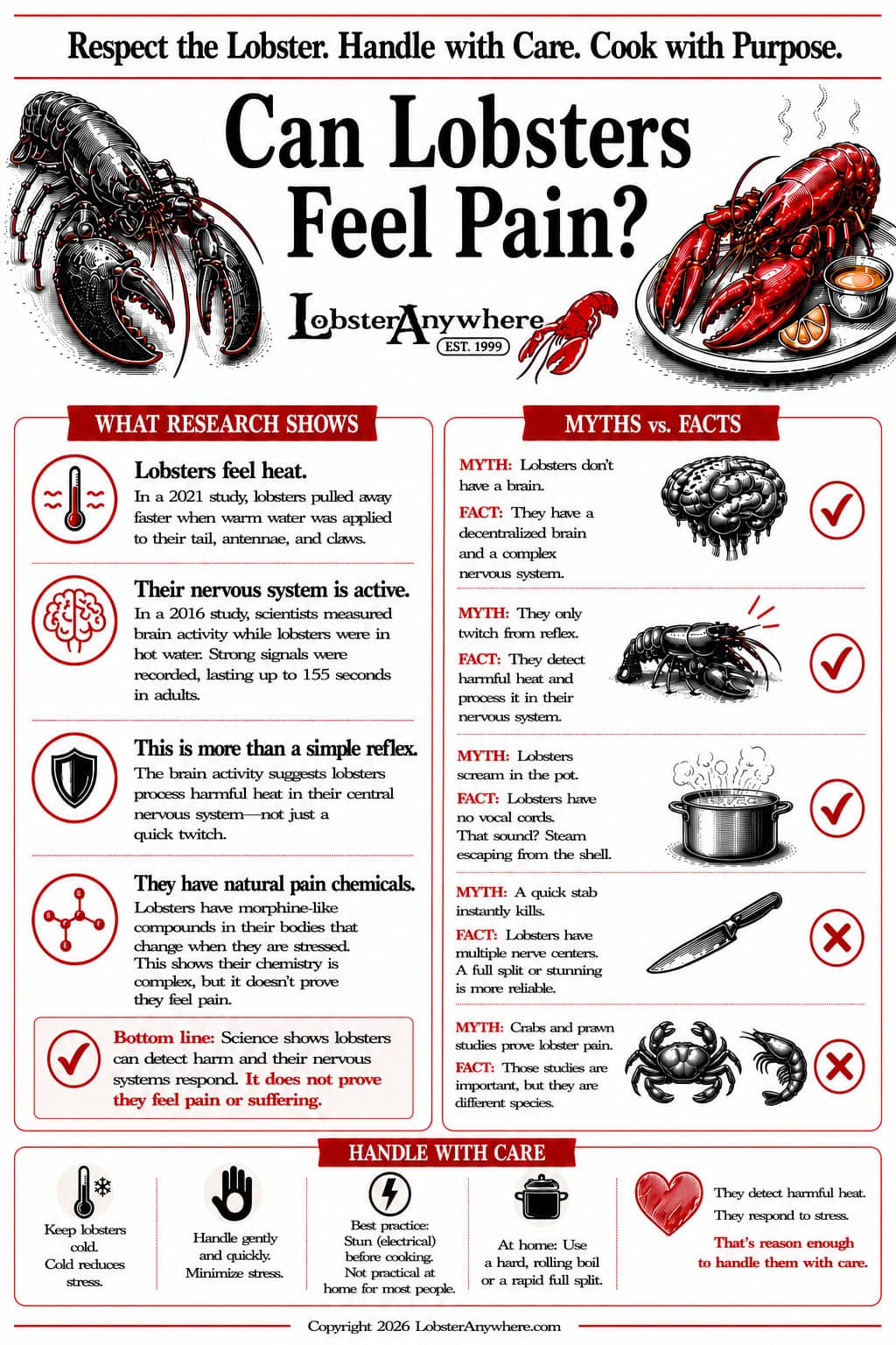 Infographic explaining whether lobsters feel pain, including research on heat response, nervous system activity, myths, and humane handling tips.