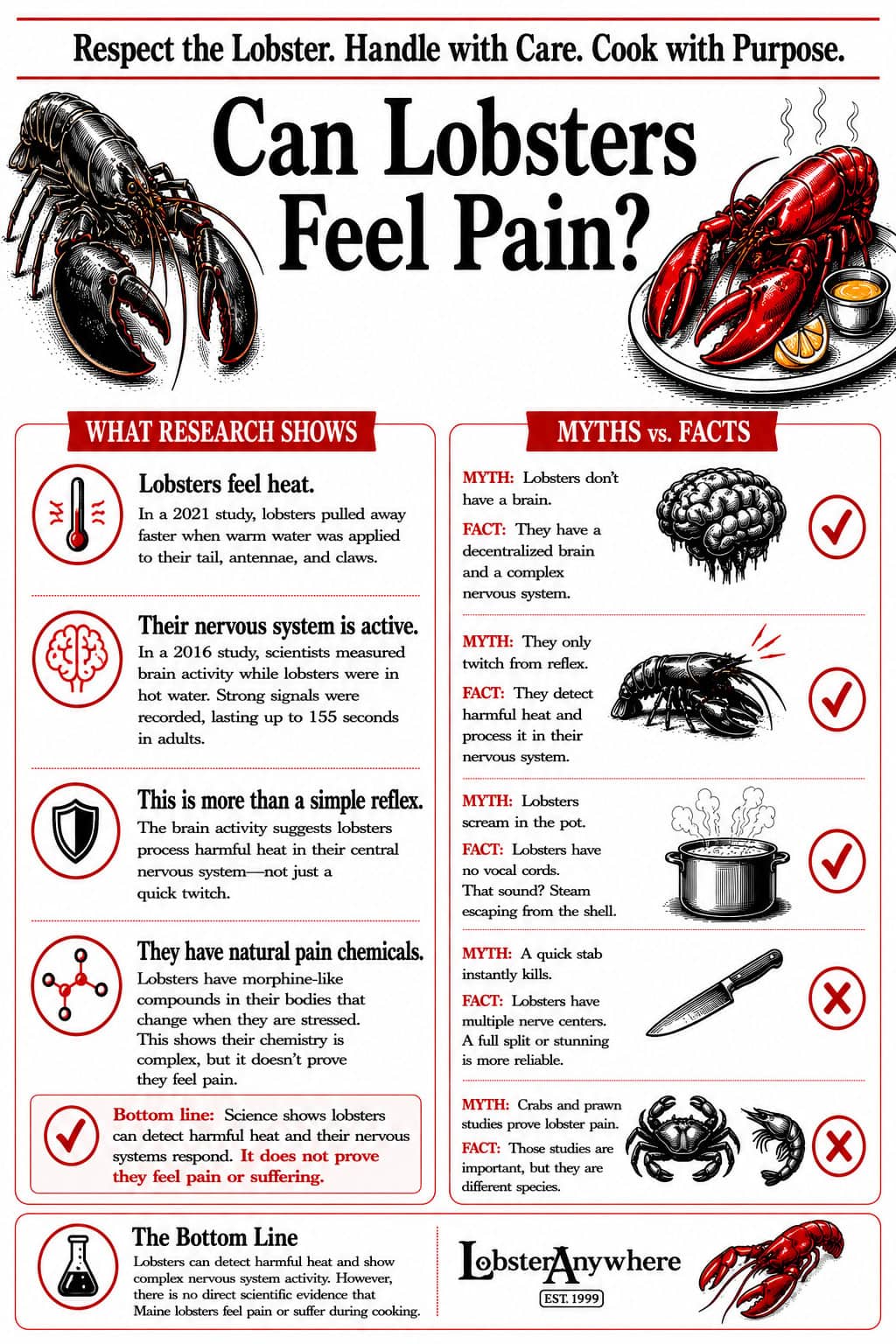 Infographic explaining whether lobsters feel pain, including research on heat response, nervous system activity, and myths.