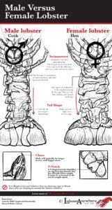 Interesting Lobster Sex Facts: How Lobsters Mate and Reproduce