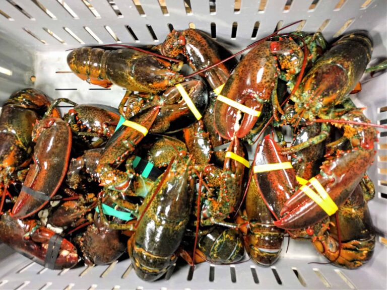 How Long Can A Lobster Survive Out Of Water