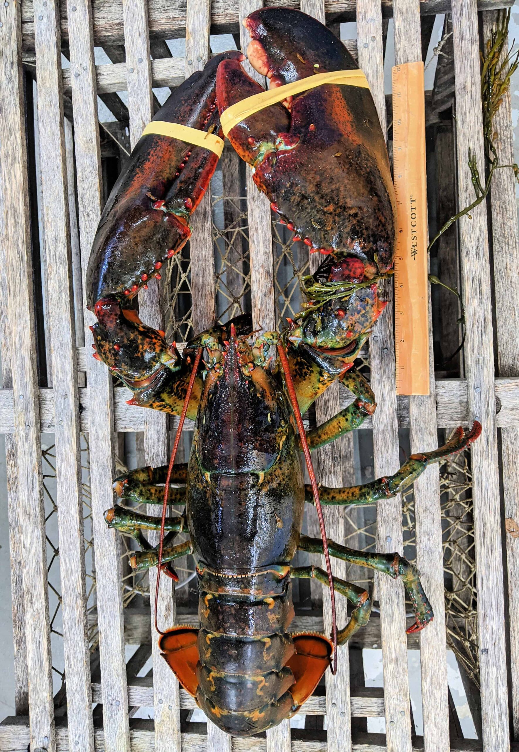 Top-down photo of a very large live lobster next to a 12-inch ruler.