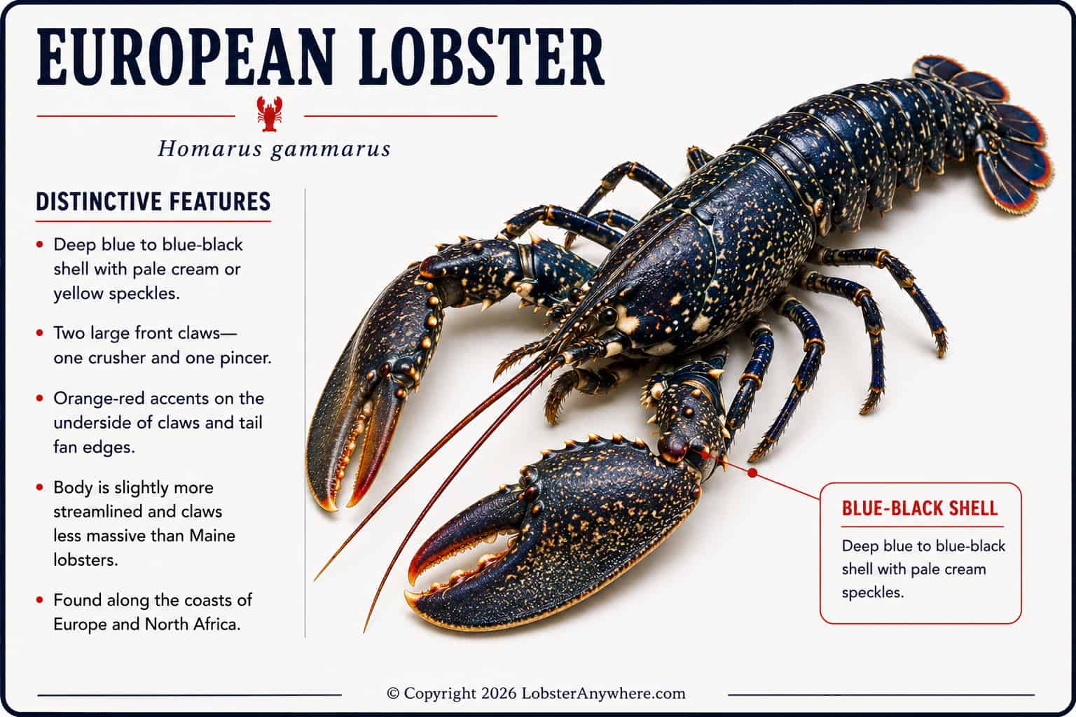 European lobster (Homarus gammarus) with large claws and dark blue shell