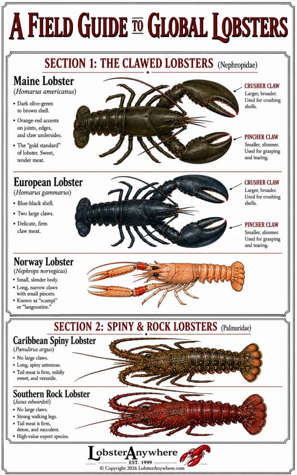 Types Of Lobster Maine Rock Spiny Slipper And More types-of-lobster-maine-rock-spiny-slipper-and-more