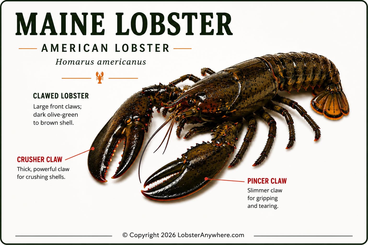 Maine lobster (Homarus americanus) with two large front claws