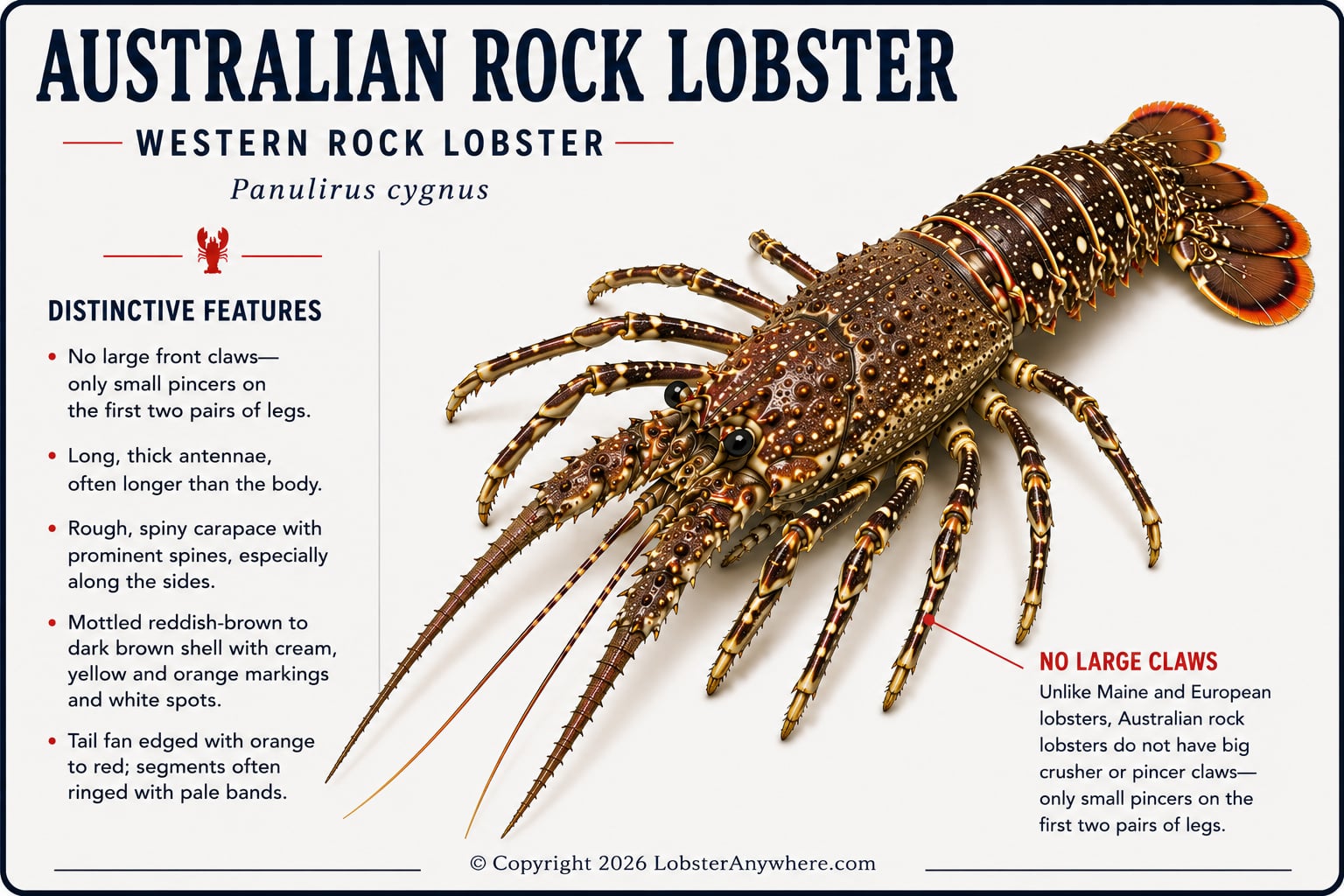 Australian rock lobster, a high-value export seafood