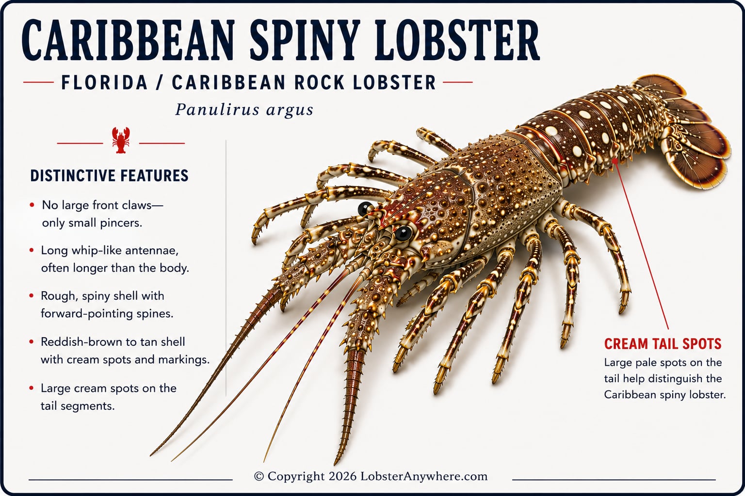 Caribbean spiny lobster (Panulirus argus) with spiny shell and long antennae