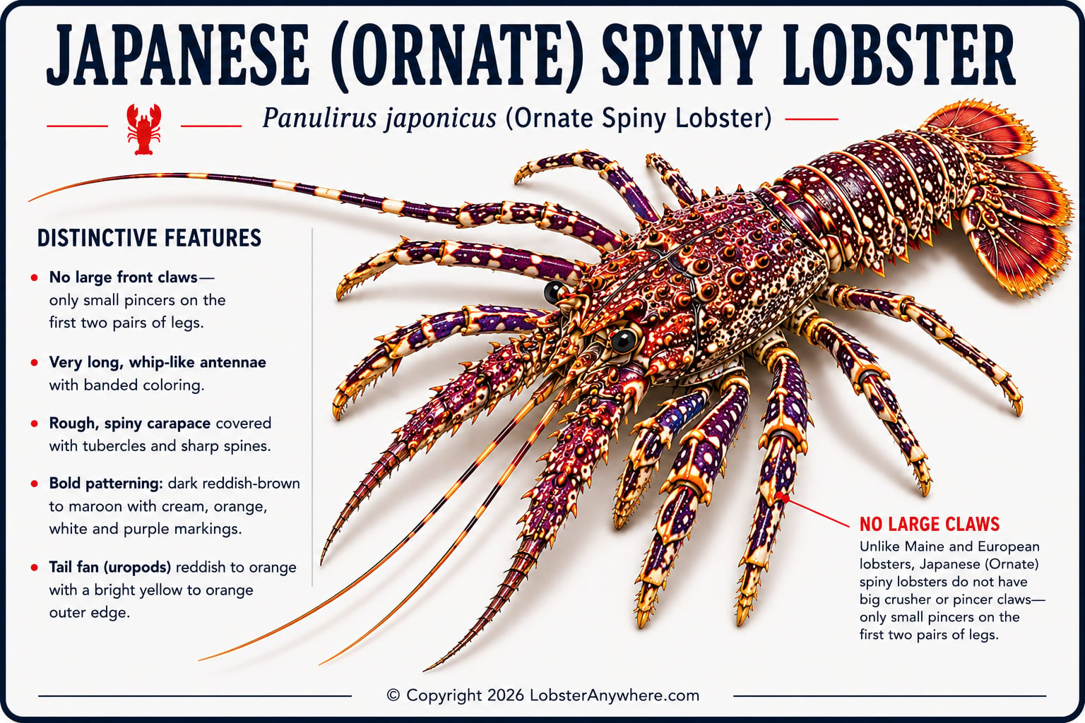 Japanese spiny lobster with long banded antennae