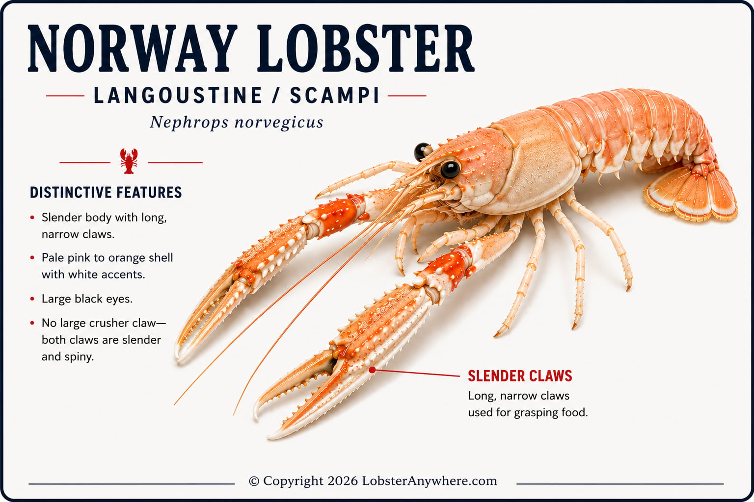Norway lobster (Nephrops norvegicus), also known as langoustine or scampi