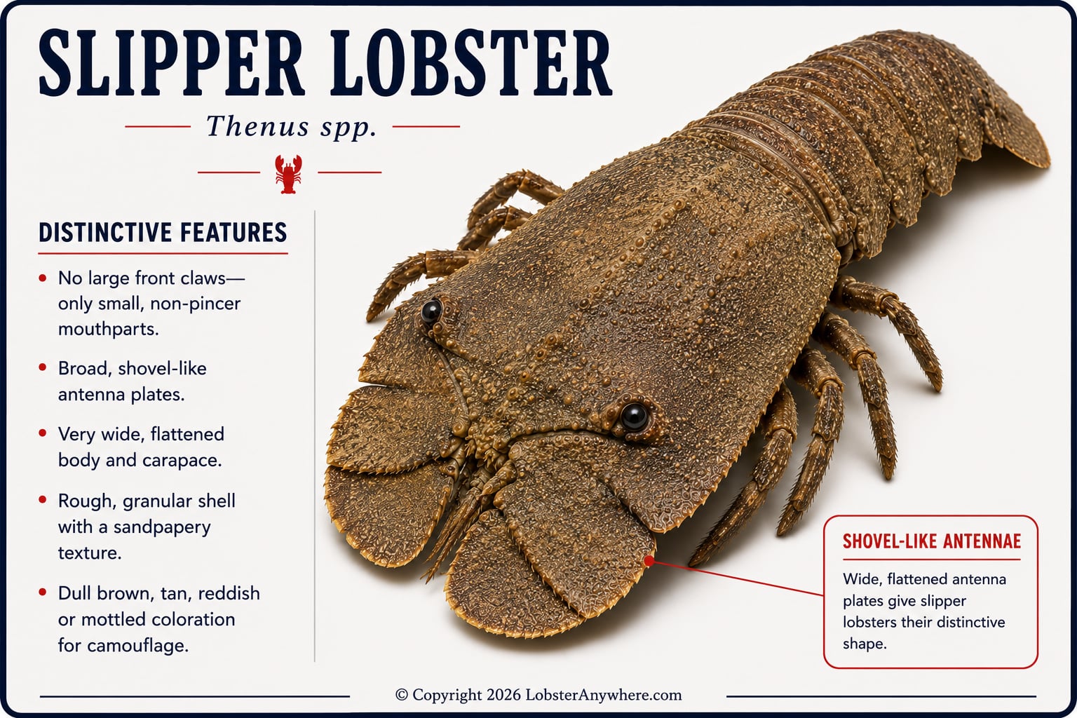 Slipper lobster with flat body and broad shovel-shaped antennae
