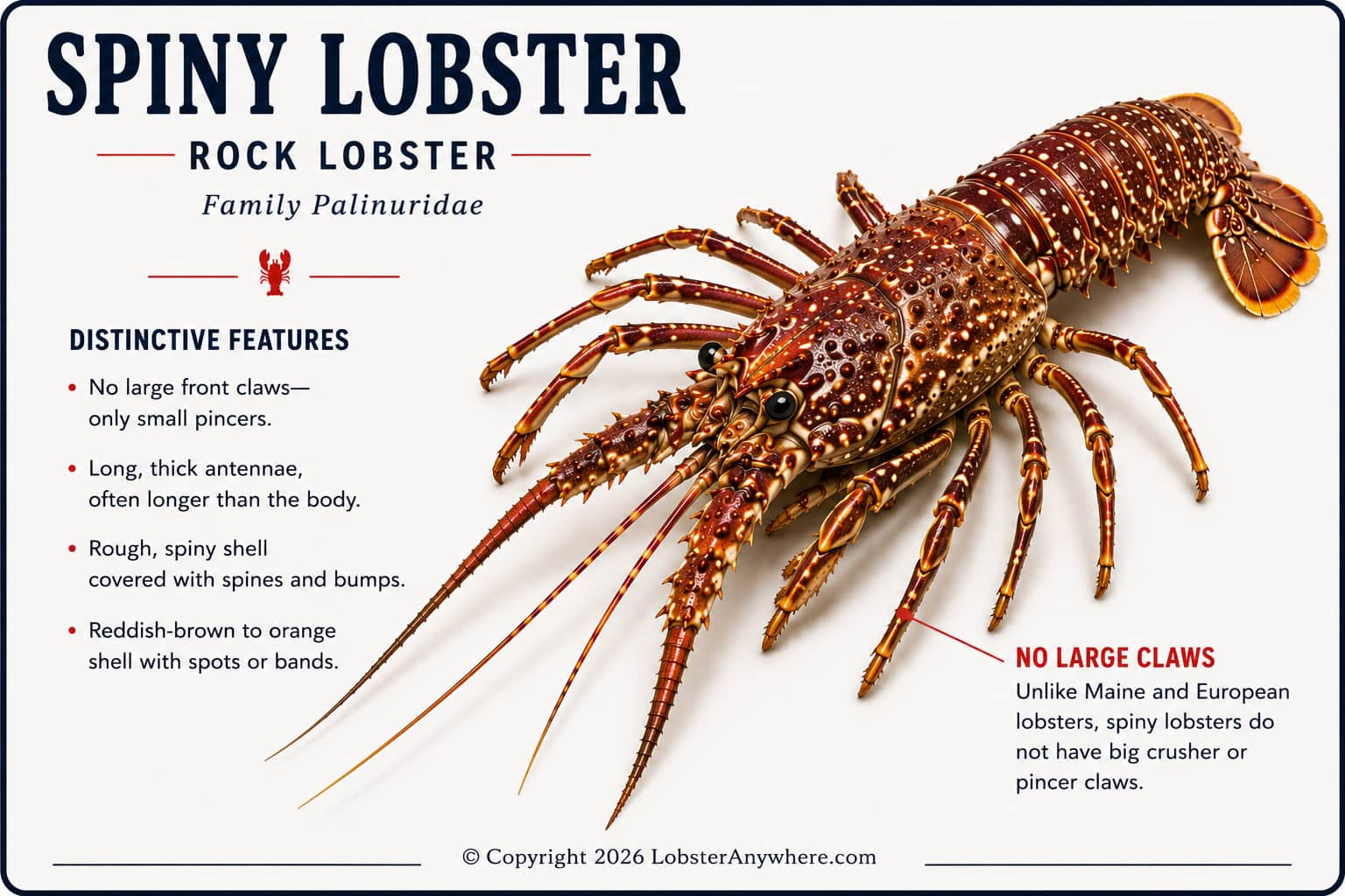 Spiny lobster with long antennae and no front claws