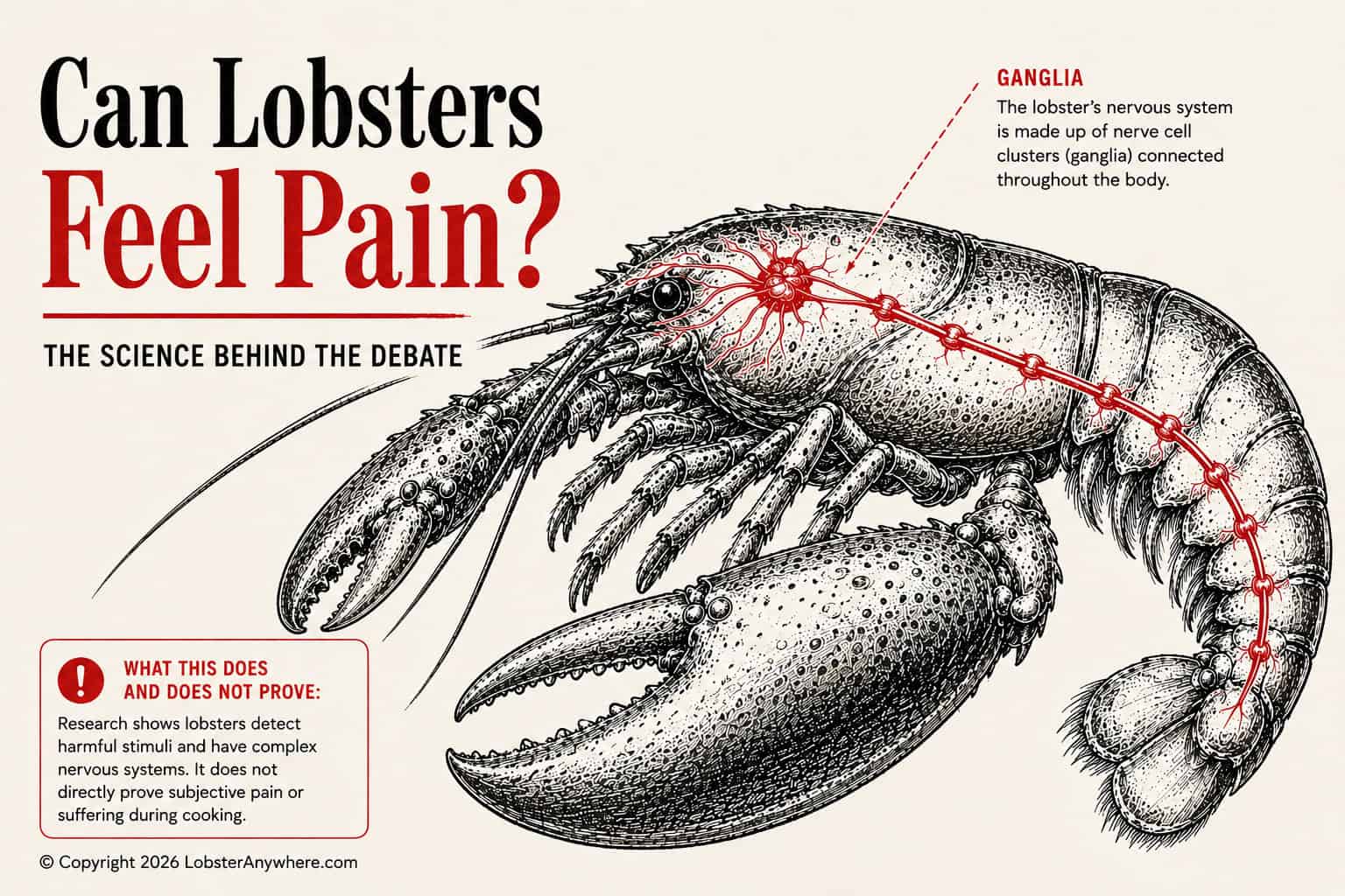 Maine lobster with highlighted ganglia and nervous system