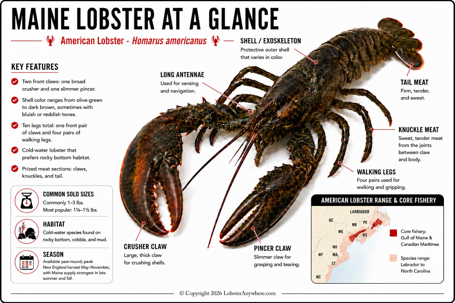 Maine lobster infographic: key features, meat sections, habitat, season, and where it's caught.