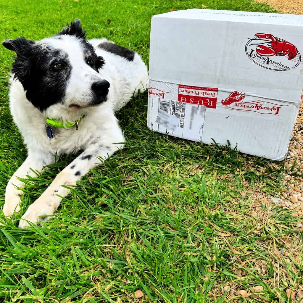 Lobster box and Angus, the Border Collie