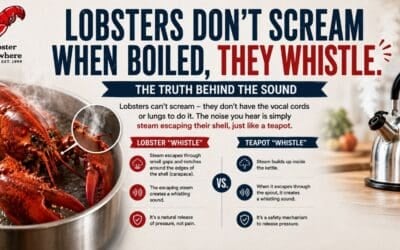 lobsters do not scream when they are boiled